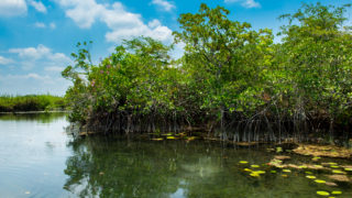 A forgotten mangrove forest around remote inland lagoons in Mexico’s Yucatan tells a story of rising seas