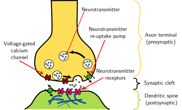 Illustration-of-the-main-parts-of-a-synapse - Mapping Ignorance