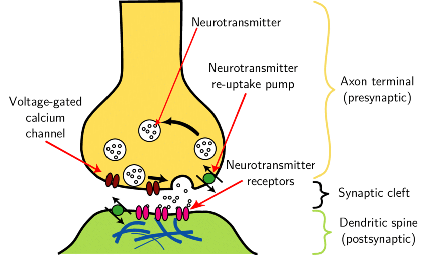 What Are The Parts Of The Synapse