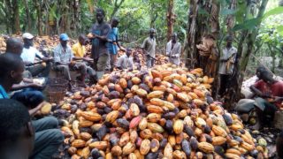 Child slavery in West Africa: understanding cocoa farming is key to ending the practice