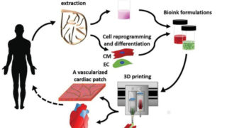 How to regenerate a functional heart using 3D printing