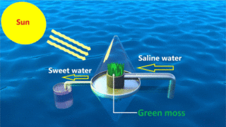 Drinking water using green moss