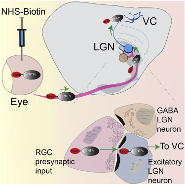 Proteins brain messengers