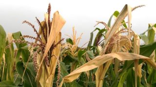 How climate change stresses plants and alters their growth
