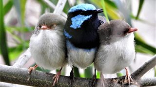 Evolution, faster than anybody thought