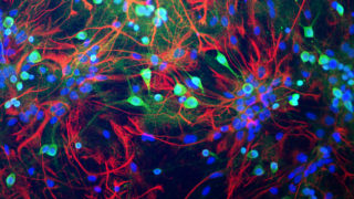 Modelling the new neuron-glial paradigm