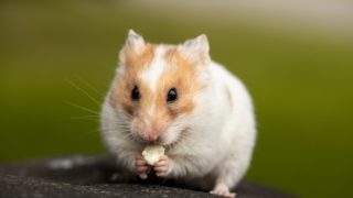 Unexpected effects of gene editing: aggressive hamsters