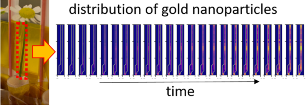 biodistribution