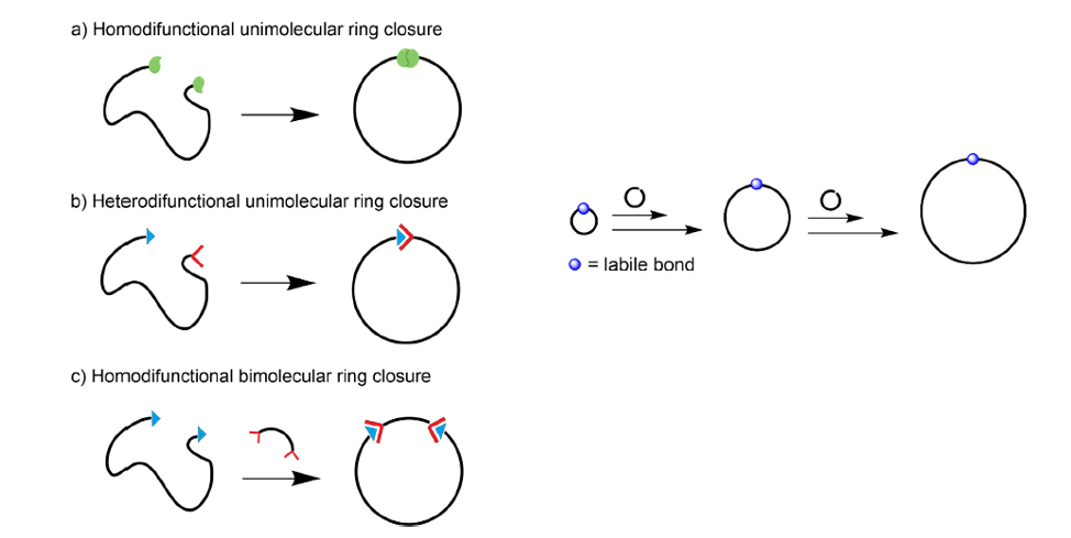 cyclic polymers