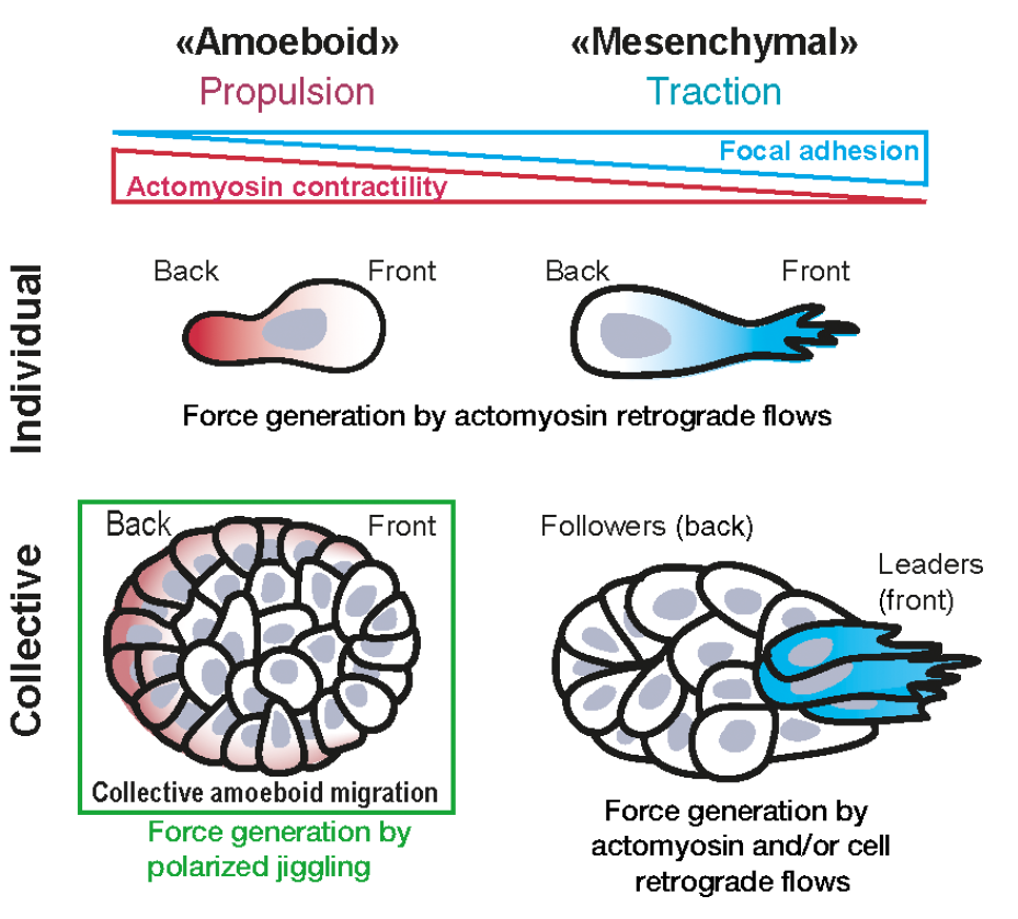 cell clusters