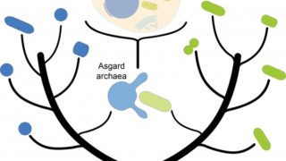 Asgard archaea have an extensive cytoskeleton like eukaryotic cells