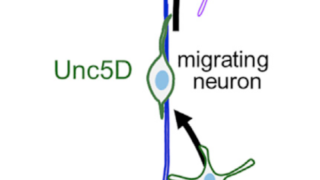 Mechanism of brain cell migration unravelled