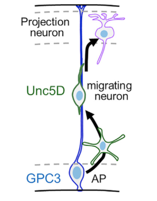 cell migration