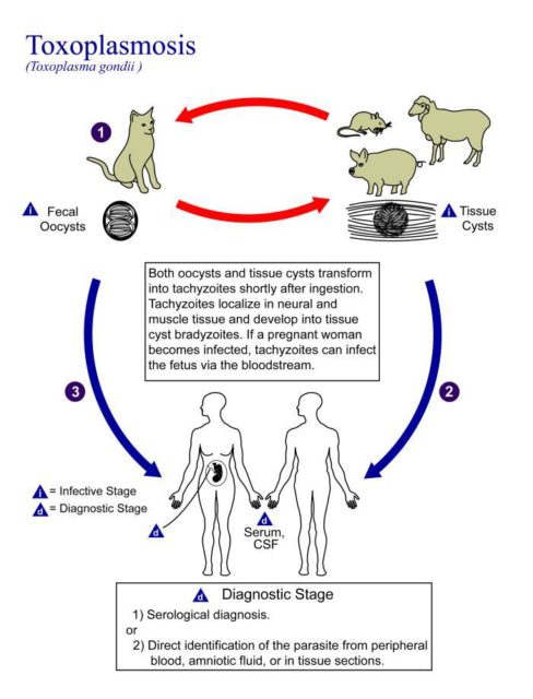 toxoplasma