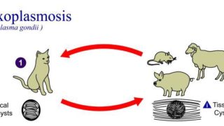 Toxoplasma induces behavioural changes in intermediate hosts and promotes social rise in wolves