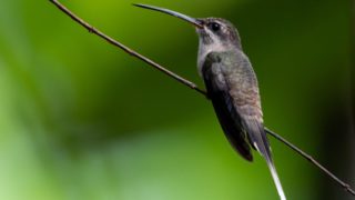 Losing genes can be good, hummingbirds are a nice example