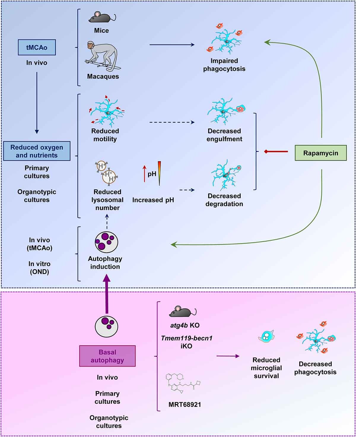 Lysosomes