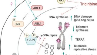Repurposing ponatinib for ALT-specific minority types of recurrent tumors