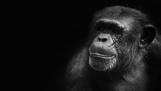 Why we speak and chimpanzees don’t