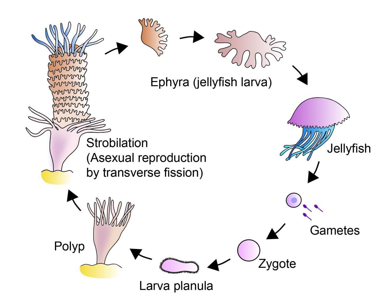 precambrian jellyfish fossils