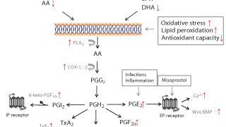 Lipids and autism