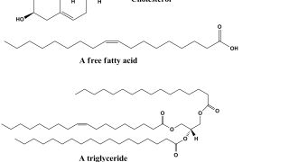 Lipids and autism