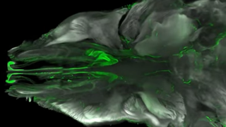 A new imaging technique allows visualisation inside intact animals