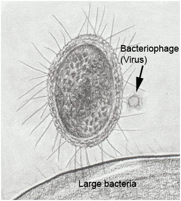 microbial dark matter