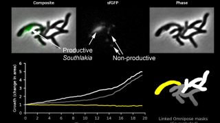 Throwing light on microbial dark matter
