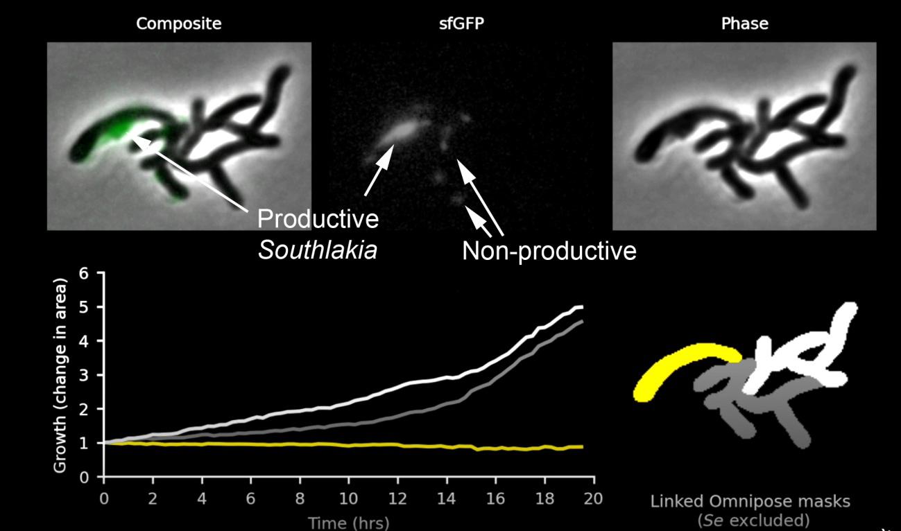 microbial dark matter