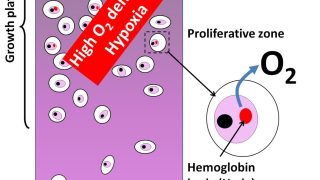 The cartilage produces hemoglobin to adapt to hypoxia