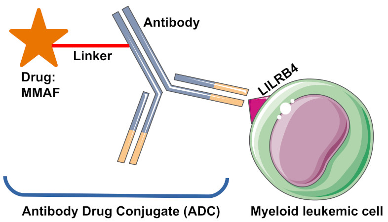 Antibody-drug