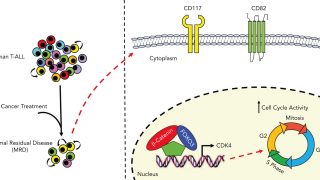 Noncanonical β-catenin interactions promote leukemia-initiating activity in early T-ALL