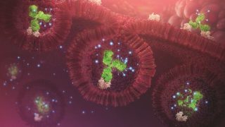 Antibody-drug conjugates for the treatment of acute myeloid leukemia