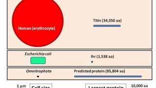 Could the largest known proteins be synthesized by the smallest bacteria?