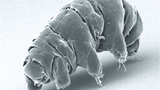Could tardigrades have colonized the Moon?