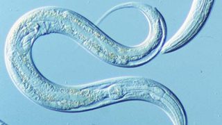 Stopping jumping genes could increase lifespan, at least in worms