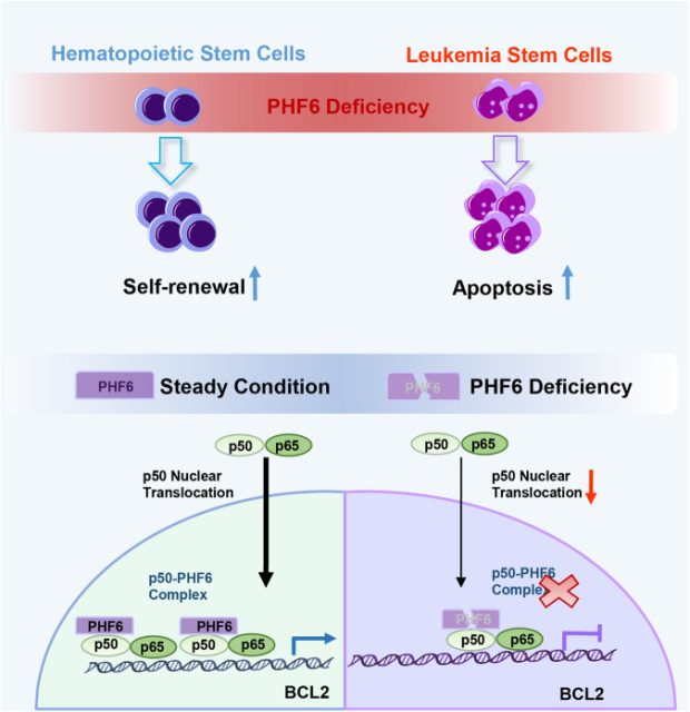 PHF6 maintains acute myeloid leukemia via regulating NF-κB signaling pathway
