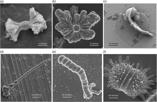 The morphogenetic mechanism of different biomorphs is independent of pH
