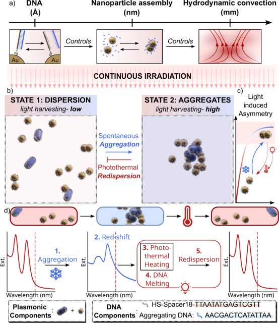 Oscillatory hydrodynamics in DNA-coated gold nanoparticles