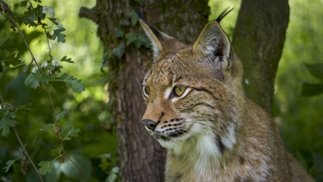 Iberian lynx’s potential secret weapon against extinction