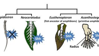 The largest animal genome