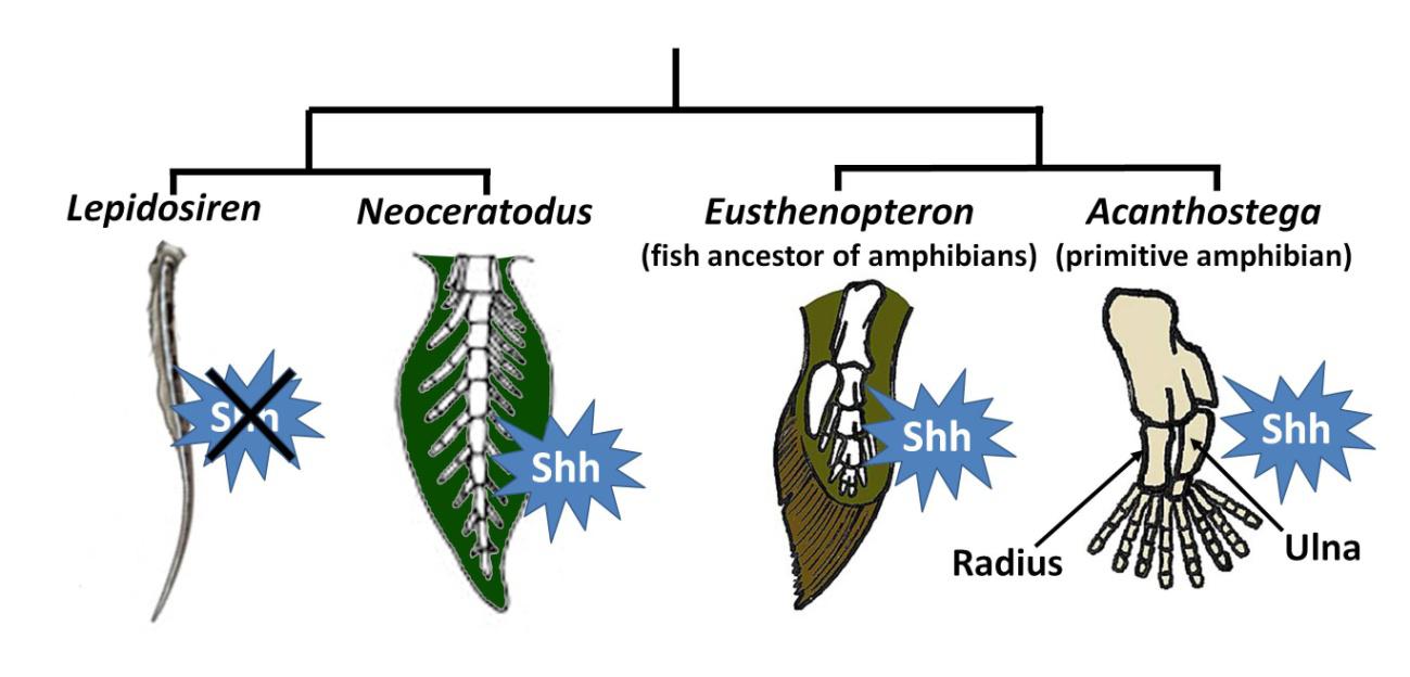 Lepidosiren