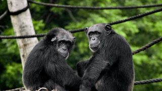 Do chimpanzees converse?