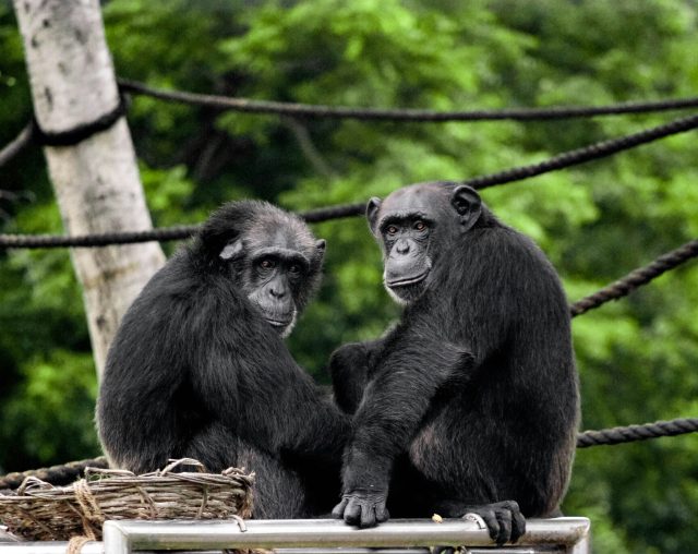 Do chimpanzees converse?