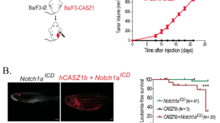 CASZ1 promotes T-cell acute lymphoblastic leukemia