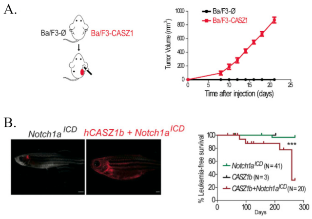 CASZ1 promotes T-cell acute lymphoblastic leukemia