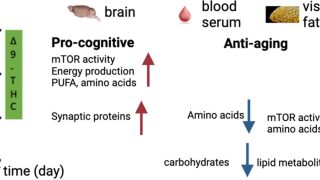 Long-term, low-dose THC can improve cognitive decline in mice