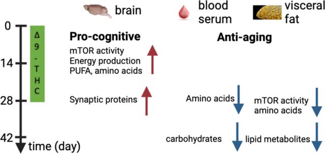 Long-term, low-dose THC can improve cognitive decline in mice