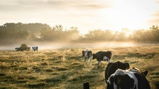 Biogas from livestock manure, unlocking Spain’s potential